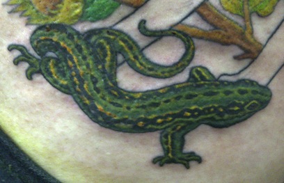 ainsley lizard