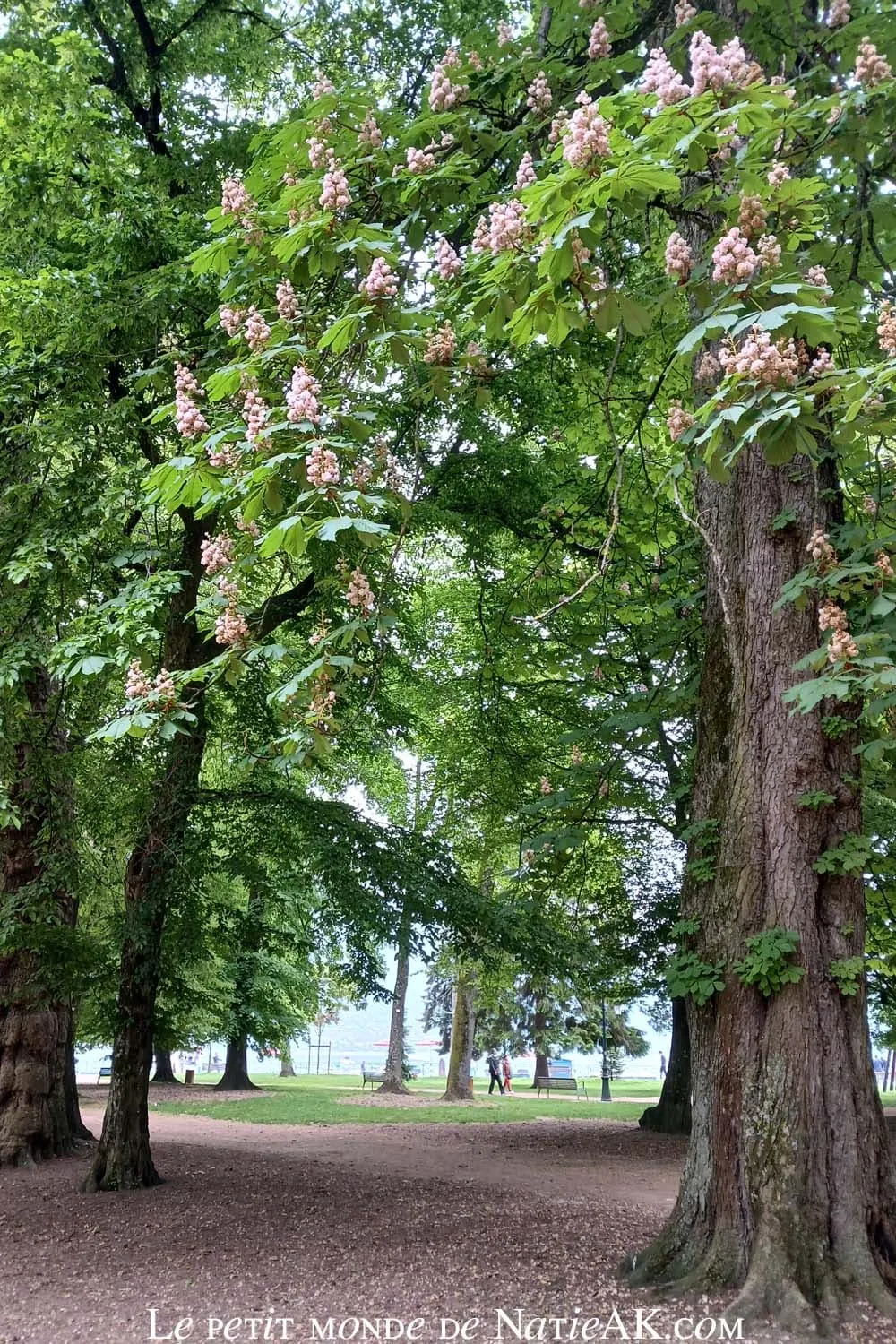 lieu arboré à côté du lac d'Annecy