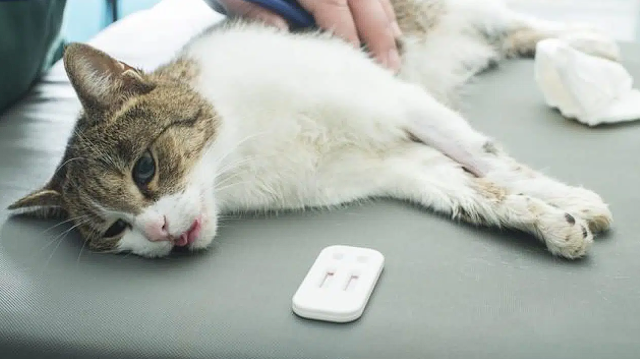 Cara Menghindari Infeksi Saluran Pernapasan pada Kucing