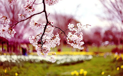 SPRING HD WALLPAPERS  48