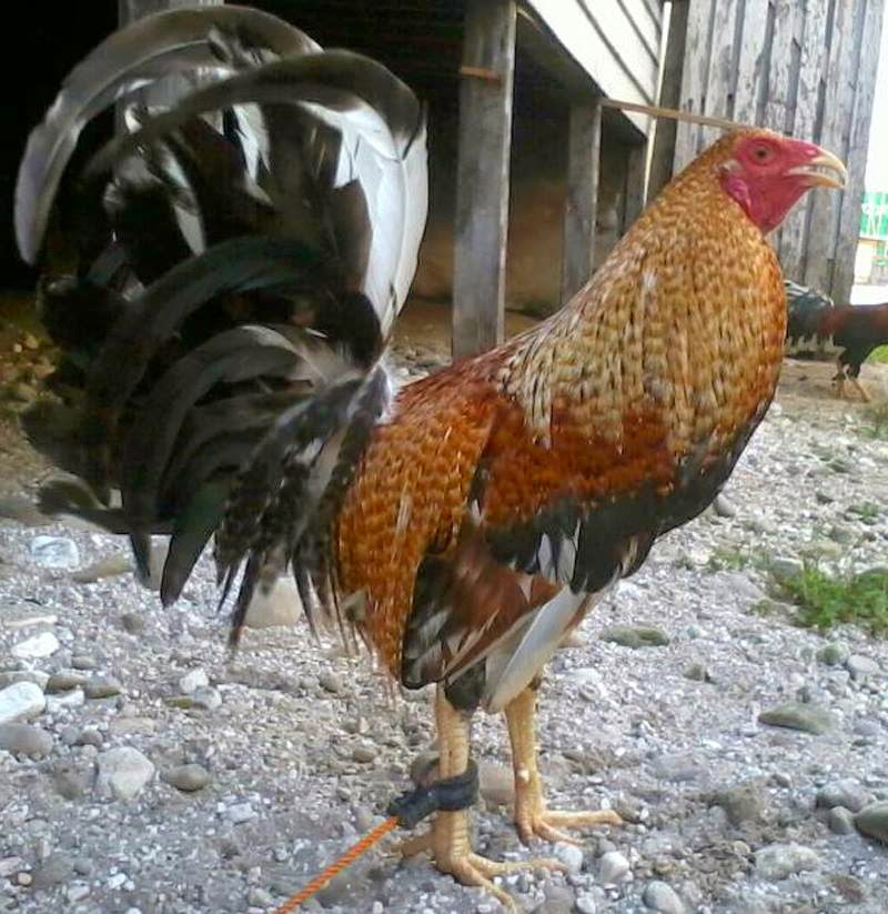 gambar ayam sabung Philipina