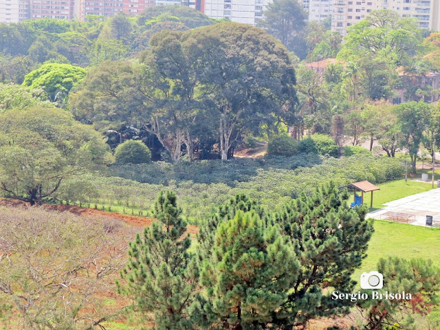 Vista ampla em superzoom do Cafezal urbano do Instituto Biológico do Estado de São Paulo na Vila Mariana