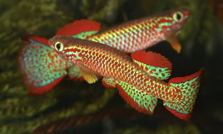 Killifish Aphyosemion Elberti - cianjur update