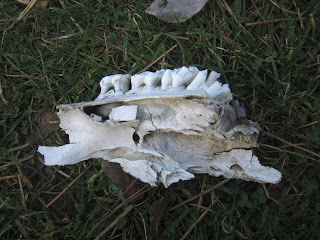 Part of what we think is the upper jaw.