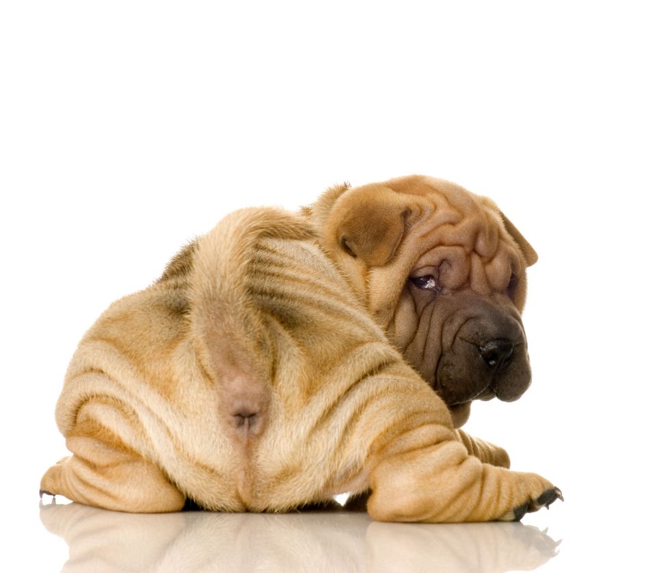 Shar Pei Dog Puppy