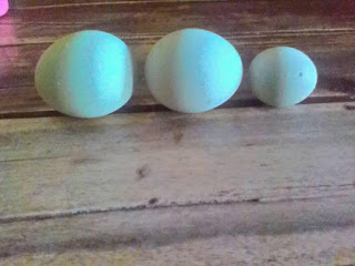 Cara Mengatasi Telur Bebek Kecil – Caribes.net