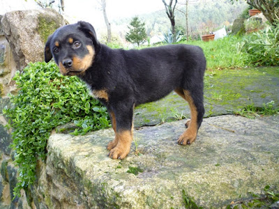 Rottweiler puppie images