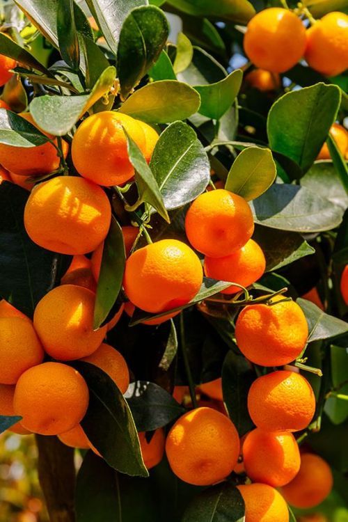 jeruk mandarin medan