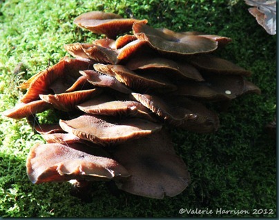 35-fungi