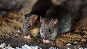 Diduga Terpapar Virus dari Tikus, 8 Warga Jaksel Alami Gejala ini