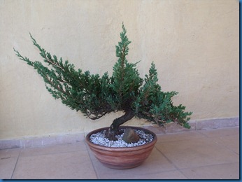 am_secr_gene_bonsai 026