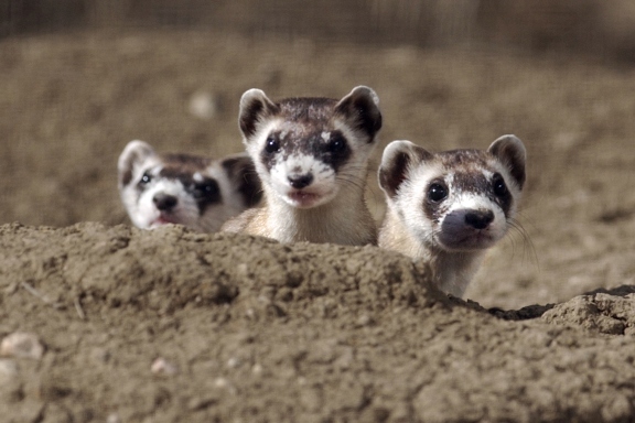 15 cutest endangered animals in the world, black footed ferrets