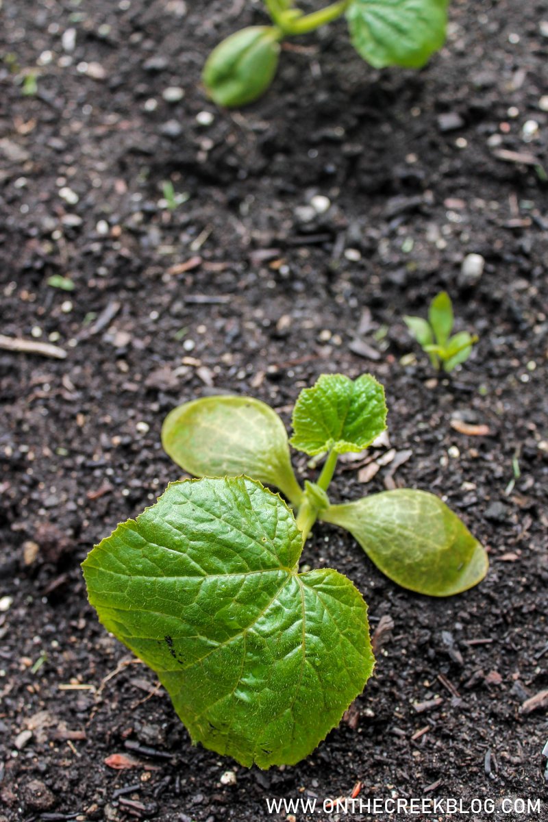 Planting squash in the garden | On The Creek Blog