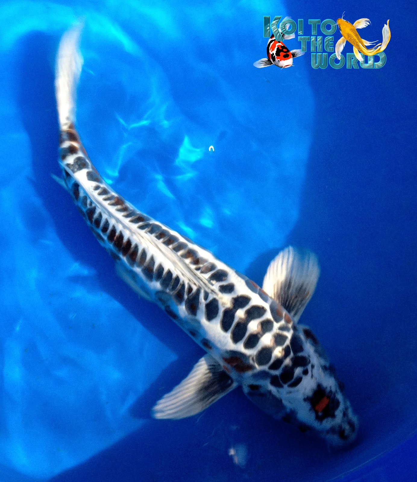 Koi To The World: Blackwater Koi Farm Visit