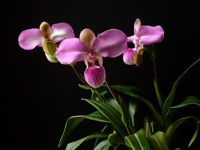 Phragmipedium kovachii care and culture