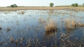 [Wetland at Seier NWR]