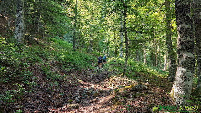 Bosque subiendo a Llarella