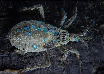 Reduvius personatus