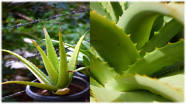 Health Benefits of the Aloe Vera Plant