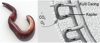Pernapasan pada Cacing Tanah