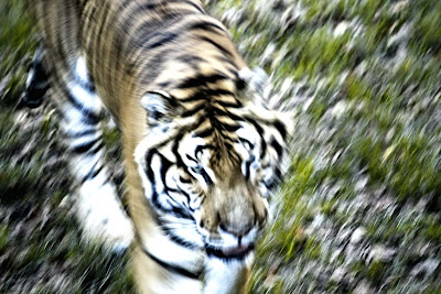 Running tiger guillaume lelasseux 2009
