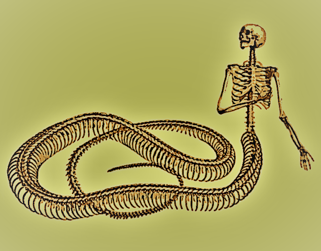 Echidna's skeleton