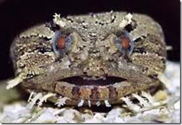 frogfish2011