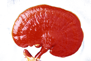 DXN ECUADOR (30 RAZONES PARA CONSUMIR GANODERMA)