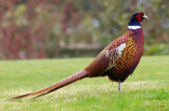 Ring-necked Pheasant