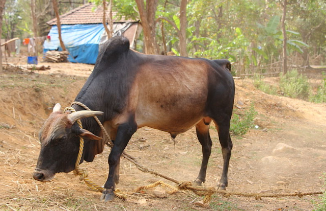 গরুর ছবি