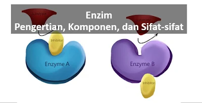 pengertian enzim, komponen enzim, macam enzim, sifat enzim