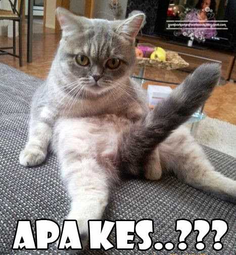 gambar kucing lucu untuk komentar facebook dulayex blog