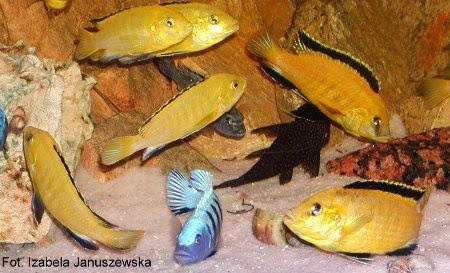 LABIDOCHROMIS CAERULEUS - PYSZCZAK YELLOW - MALAWI MBUNA