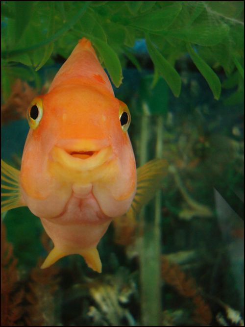 Fishes with human like expressions on the faces - 30