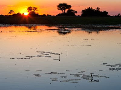 c4 images and safaris, chiefs island, isak pretorius, safari