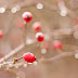 red berries&drops