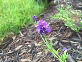 lavendar flower