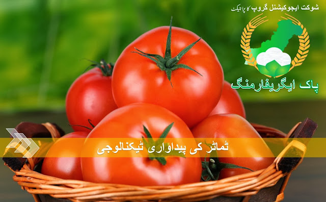 Tomato Production Technology in Pakistan urdu language