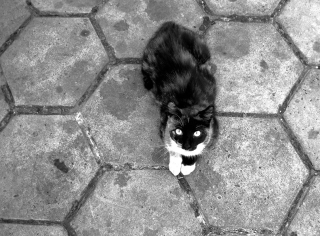 Gatos Biblioteca Nacional (3)