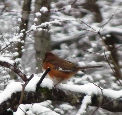 female towhee