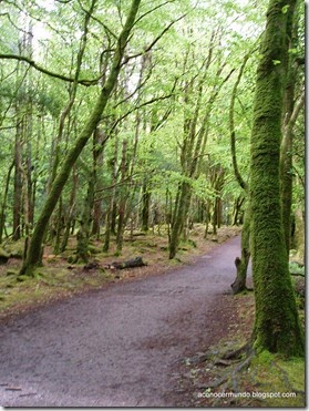 Península de Kerry. Camino de Torc Waterfall - P5060926