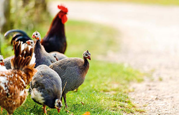 Guinea Fowl