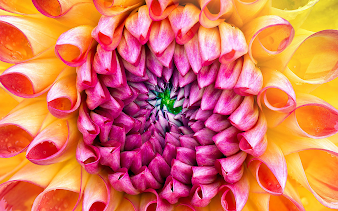 #5 Unbelievable Flowers Art