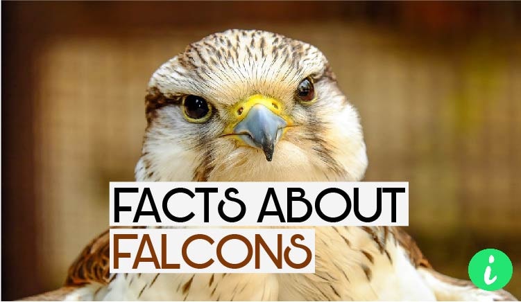 Falcons Facts