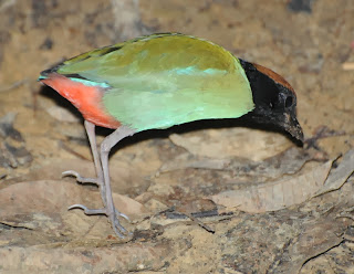 Hooded Pitta (Pitta sordida)