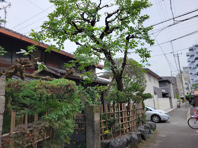 京都市右京区西院桜、キンモクセイ等剪定