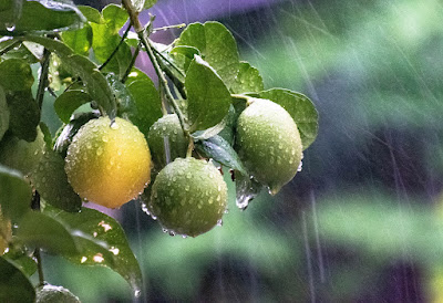 Caring for your lemon plant