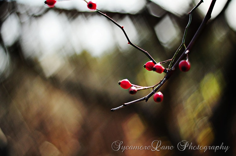 custom bokeh-1