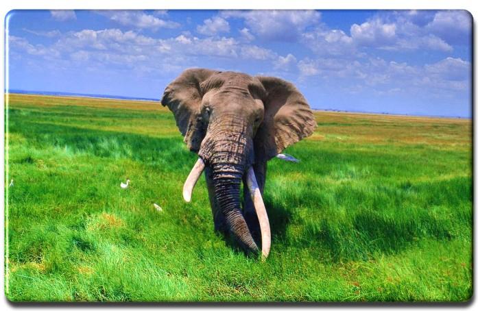Pink amp; Green Thursday: Africa Images Of African Elephants. Pink amp; Green Thursday: Africa
