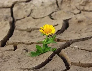 pregação festa no deserto